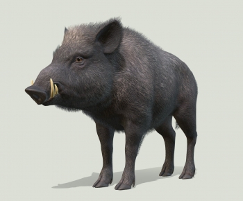 Modern Animal Pig-ID:480647092