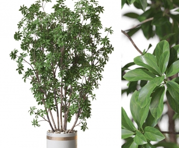 Modern Ground Green Plant Potted Plants-ID:522641907
