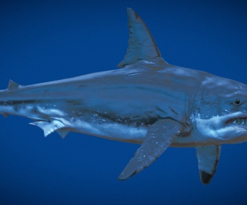 Modern Aquatic Animals-ID:120129116