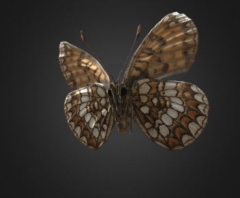 Modern Flying Animals-ID:879694949