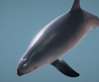 Modern Aquatic Animals-ID:807960992