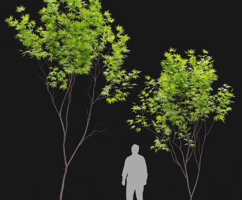 Modern Tree-ID:273396979