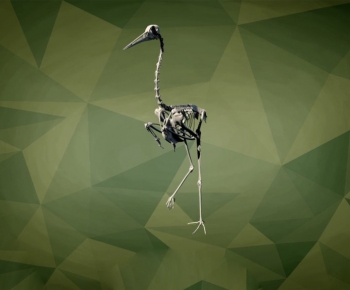 Modern Animal-ID:568517928