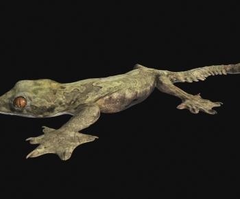 Modern Reptile-ID:963949926