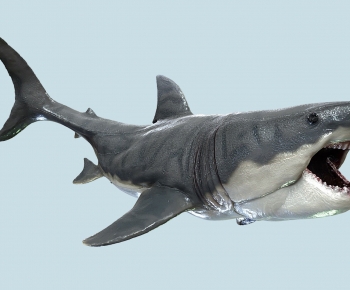 Modern Aquatic Animals-ID:461178061