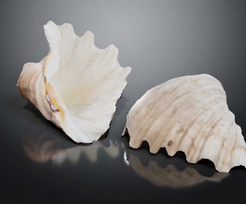 Modern Aquatic Animals-ID:188009984