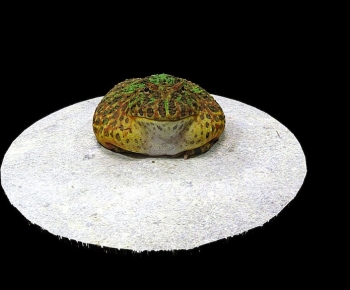 Modern Reptile-ID:420522938