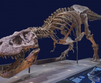 Modern Animal-ID:343935977