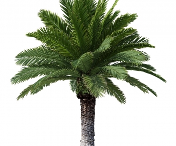 Modern Tree-ID:873984102