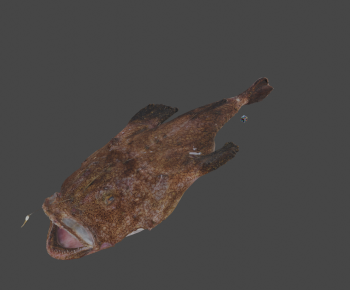 Modern Aquatic Animals-ID:989705097