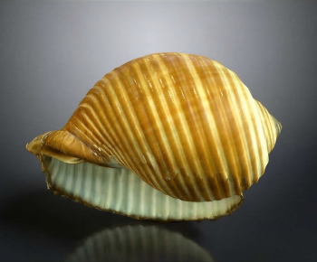 Modern Aquatic Animals-ID:926904927