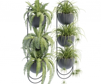 Modern Chlorophytum Comosum-ID:808089971