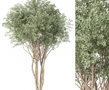 Modern Tree-ID:337057118