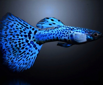 Modern Aquatic Animals-ID:466239936