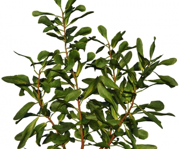 Modern Plant-ID:802757027