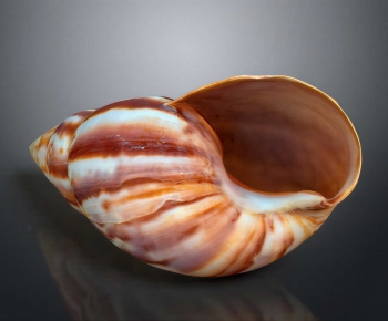 Modern Aquatic Animals-ID:866280087