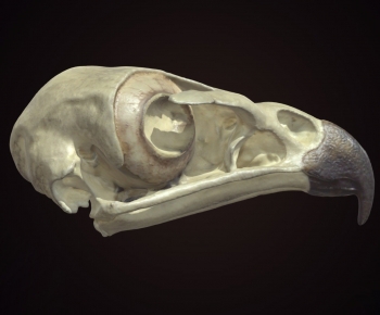 Modern Other-ID:862370017