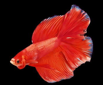 Modern Aquatic Animals-ID:463587056