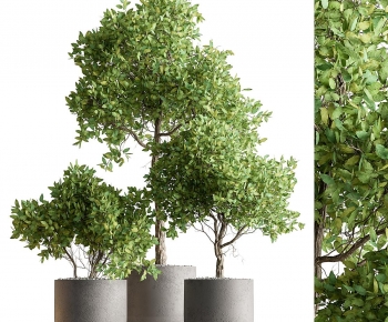 Modern Ground Green Plant Potted Plants-ID:586882115