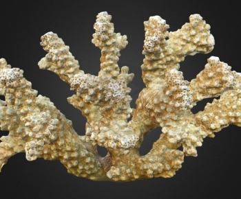 Modern Aquatic Animals-ID:179646972