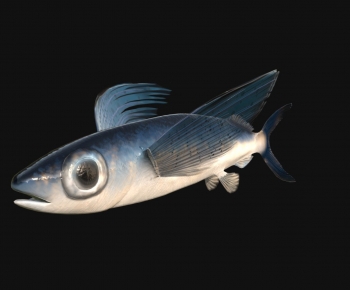 Modern Aquatic Animals-ID:725147965