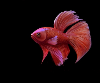 Modern Aquatic Animals-ID:133409022