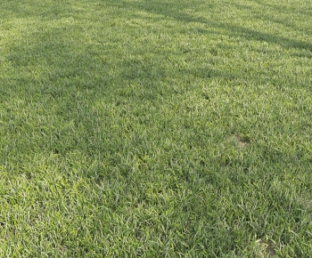 Modern The Grass-ID:342777014