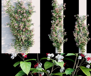 Modern Vine-ID:224576003