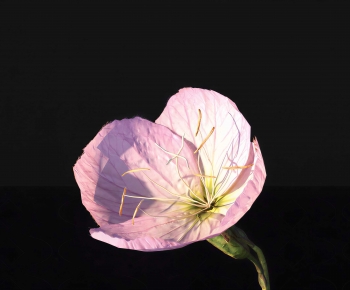 Modern Flowers And Grass-ID:662235985