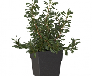 Modern Potted Green Plant-ID:565491917
