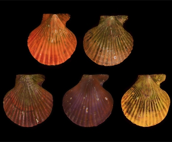 Modern Aquatic Animals-ID:396676065