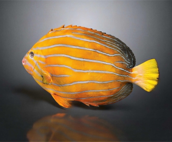 Modern Aquatic Animals-ID:259442099