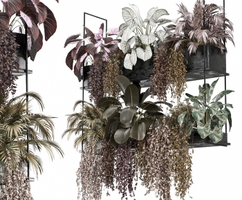 Modern Chlorophytum Comosum-ID:219199903