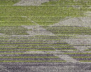 ModernOffice Carpet