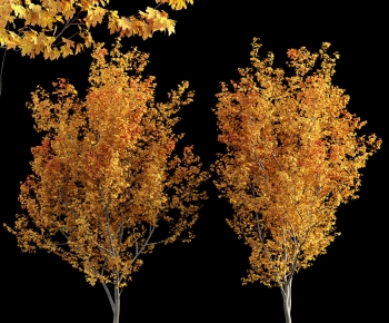 Modern Tree-ID:833957919