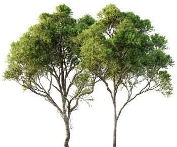 Modern Tree-ID:832448966