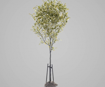 Modern Tree-ID:480736977