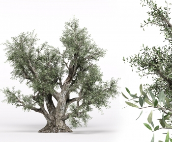 Modern Tree-ID:528048048