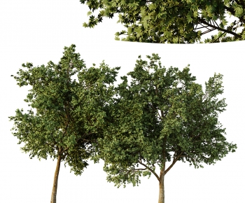 Modern Tree-ID:114685065