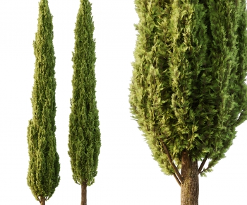 Modern Tree-ID:275314096