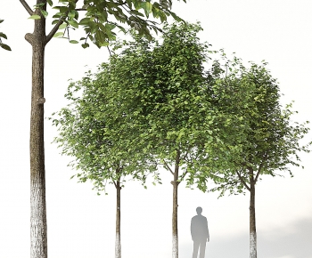 Modern Tree-ID:820384985