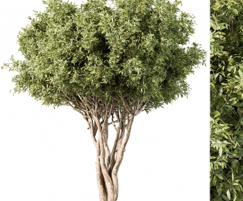 Modern Tree-ID:504039054