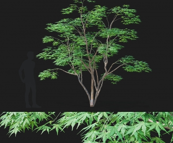 Modern Tree-ID:623276006