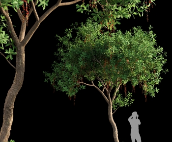 Modern Tree-ID:317615038