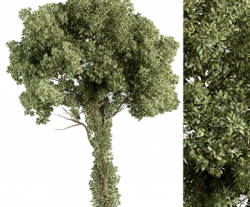 Modern Tree-ID:678370039