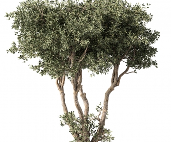 Modern Tree-ID:898453001