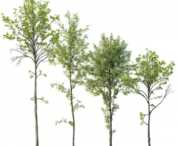 Modern Tree-ID:130218034