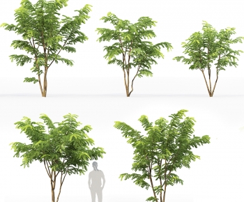 Modern Tree-ID:156816966