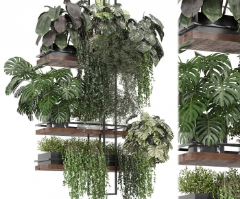 Modern Chlorophytum Comosum-ID:459210975