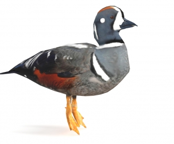 Modern Flying Animals-ID:340677026